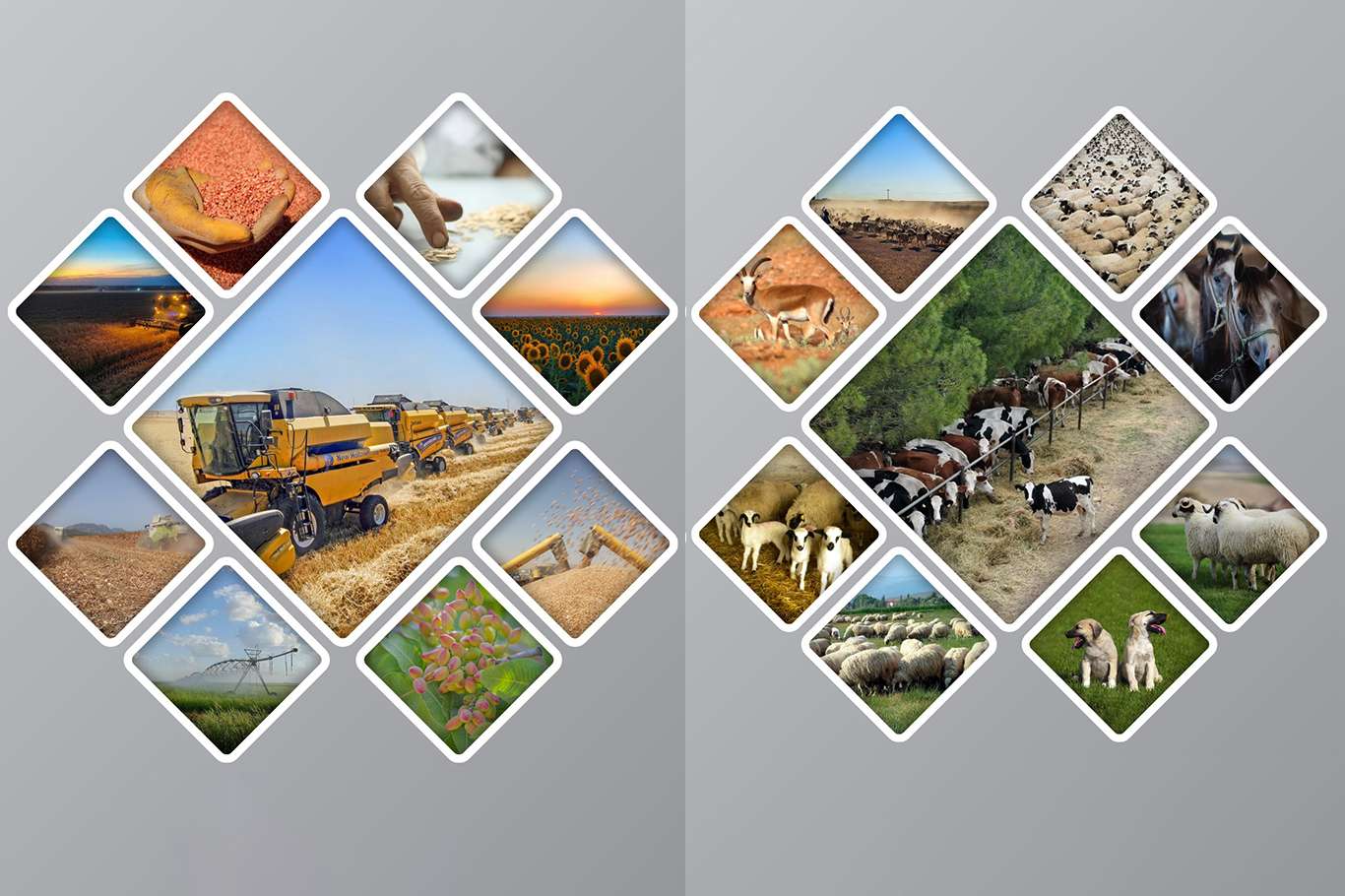 Tarım ve hayvancılığın merkezi: TİGEM Tarım ve hayvancılığın merkezi: TİGEM